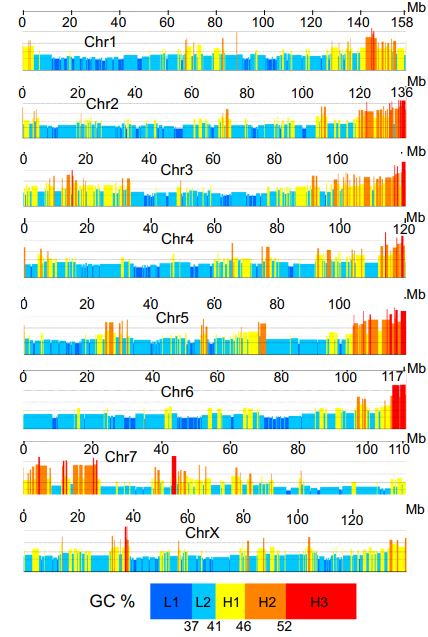 Evidence of distinct gene functional patterns in GC-poor and GC-rich isochores in Bos taurus